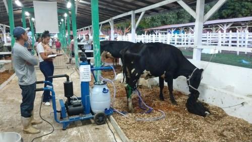 Concurso leiteiro na Expopin de Parintins conta com rebanho fruto de melhoramento genético