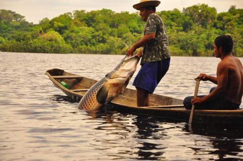 Pescadores artesanais do Amazonas vão receber subvenção econômica por quilo do pirarucu de manejo