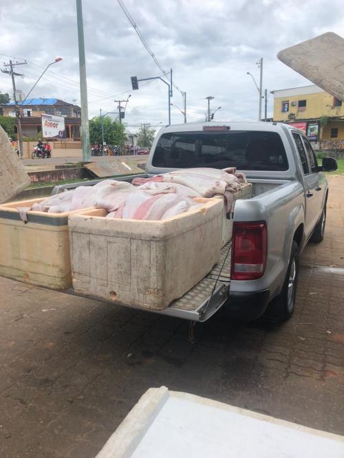 Mais de 5 toneladas de pirarucu foi aprendido na cidade de Tefé