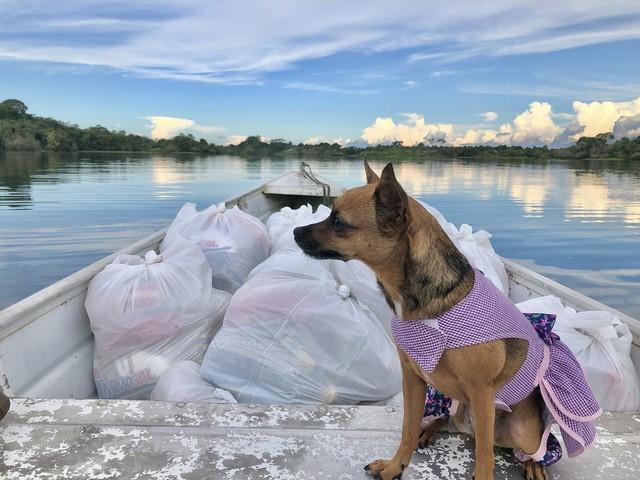 Com mais de 50 mil seguidores, 'dog influencer' distribui doações a comunidade ribeirinhas durante a pandemia no AM 