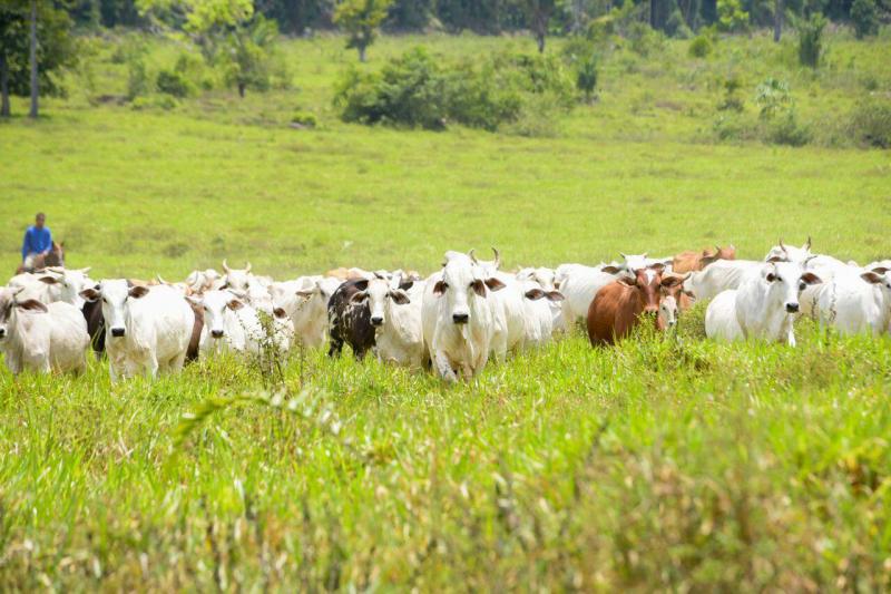 Reconhecimento de zona livre de febre aftosa sem vacinação deve ampliar mercado para pecuaristas do AM