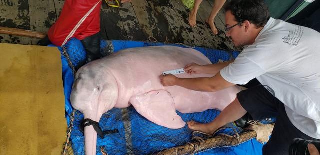 Conhecido como 'golfinho amazônico', boto-vermelho continua ameaçado com pesca ilegal da piracatinga no AM