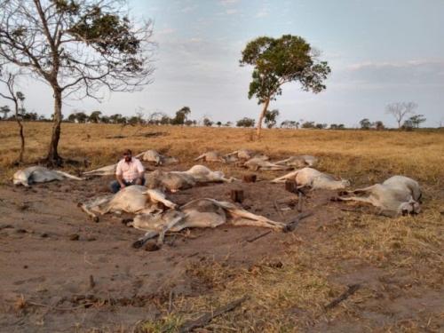 Tristeza: frio surpreende pecuaristas e causa morte de gado em Mato Grosso