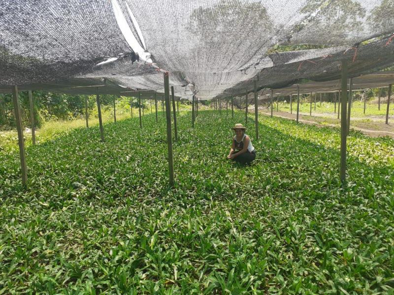 Com apoio do Governo do Estado, produtores comercializam mais de 230 toneladas de alimentos