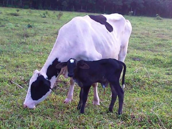 Vaca Caprichosa faz 10 anos em Parintins 