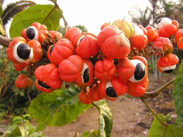 Guaraná recebe reconhecimento nacional com a concessão de selo de Indicação Geográfica