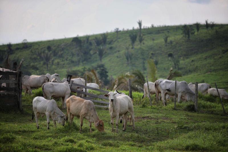 Wilson Lima certifica estabelecimentos e entrega Cartões do Produtor Primário para agricultores de Apuí