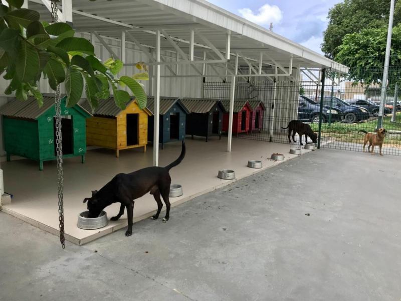 Projeto social do Hospital Delphina Aziz promove guarda responsável de pets