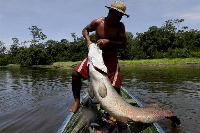 AM assina convênio de R$ 2,2 milhões com Mapa para fortalecimento das cadeias produtivas da castanha, guaraná e pirarucu