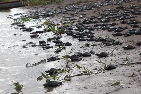 Em Nhamundá, 40 mil filhotes de tartarugas são soltos na natureza Em Nhamundá, 40 mil filhotes de tartarugas são soltos na natureza
