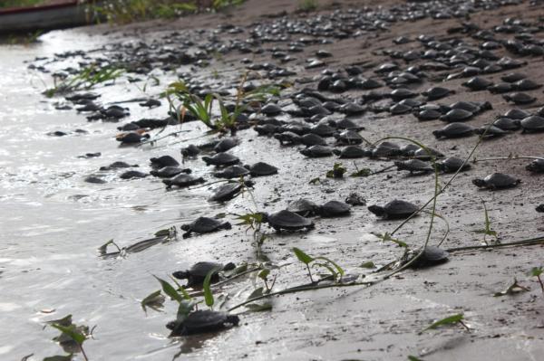 Em Nhamundá, 40 mil filhotes de tartarugas são soltos na natureza 