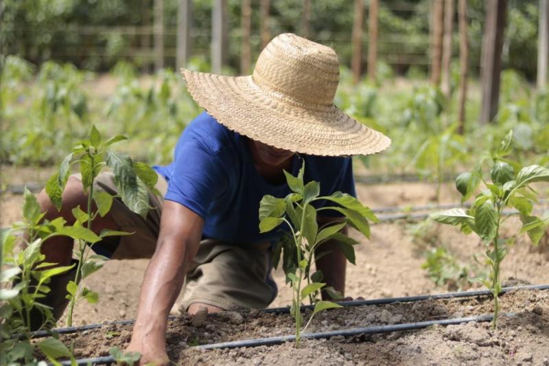 Governo do Amazonas, por meio da FEI, presta assistência a produtores rurais indígenas de Alvarães