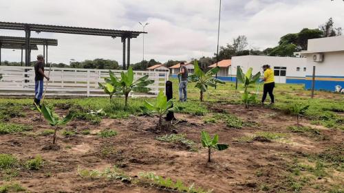 Fazenda Municipal Luiz Medeiros é arborizada com espécies frutíferas na Vila Amazônia 