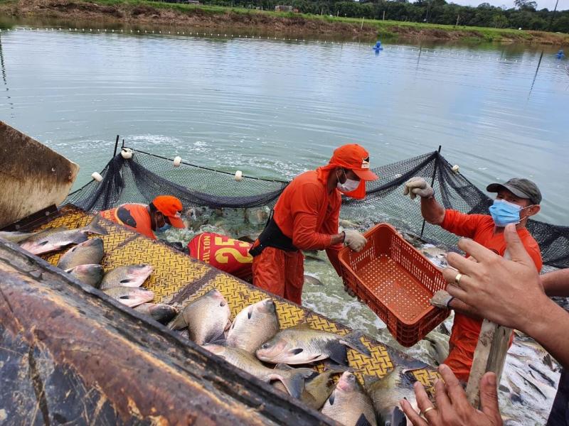 Governo do Estado, por meio do Idam, acompanha despesca de 100 toneladas de peixes a serem distribuídas na Semana Santa Governo do Estado, por meio do Idam, acompanha despesca de 100 toneladas de peixes a serem distribuídas na Semana Santa