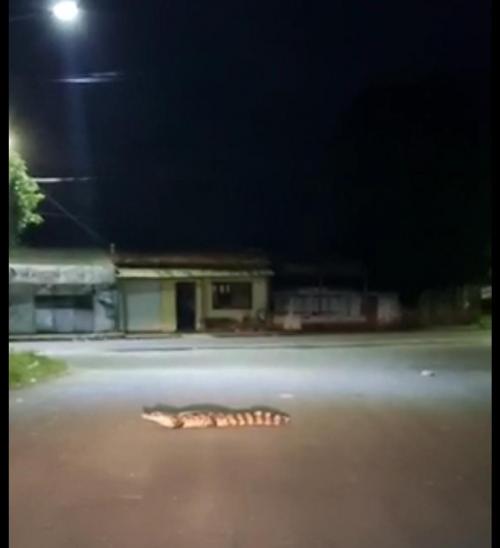 Jacaré da espécie Jacaretinga Caiman crocodilus é flagrado na rua no SENAC Parintins VEJA 