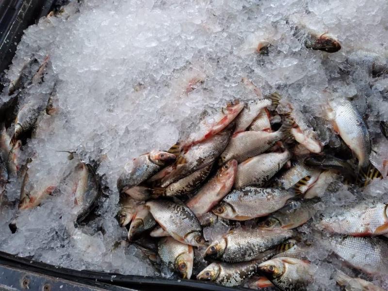 Governo do Estado distribui 2 toneladas de pescado em comunidade de Manacapuru, em ação do programa ADS Solidária
