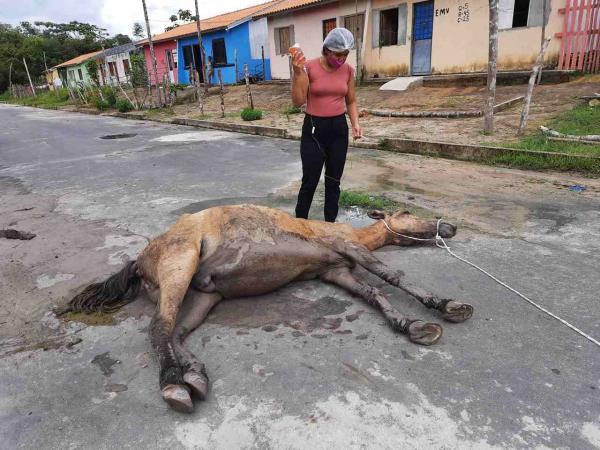 Cavalo abandonado e desidratado é resgatado pela ONG Patinhas Unidas   