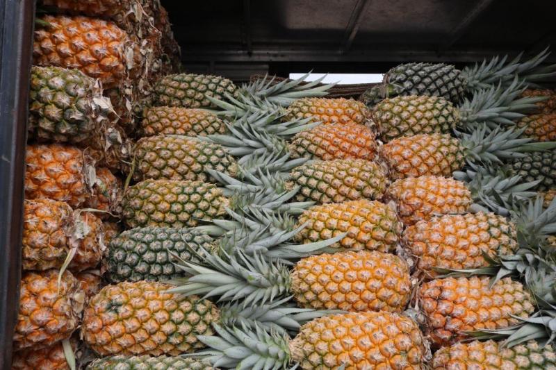Governo do Estado doa 7,2 toneladas de alimentos para entidades socioassistenciais de Manaus