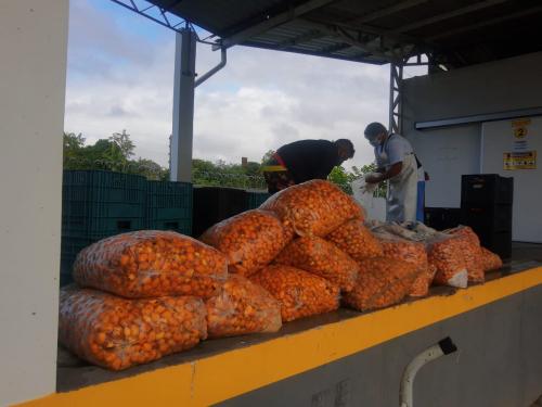 Agroindústria de Parintins supera pandemia e retoma investimentos