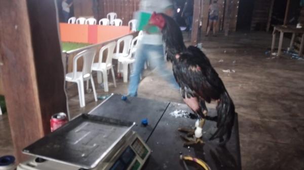 Ilegal no Brasil 'Rinha de Galo' funcionava próximo ao aeroporto de Parintins 