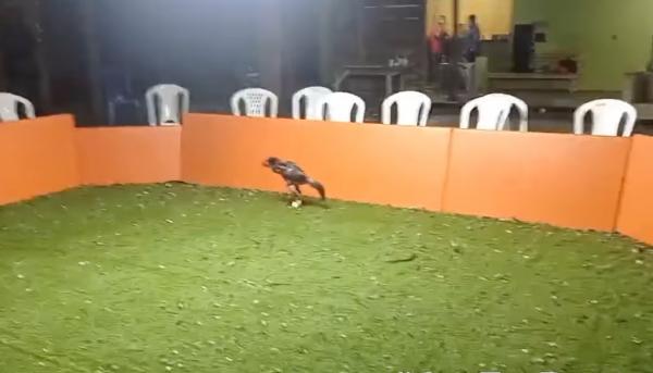 PM flagrado no local da Rinha de Galo em Parintins será investigado, afirma Comandante 