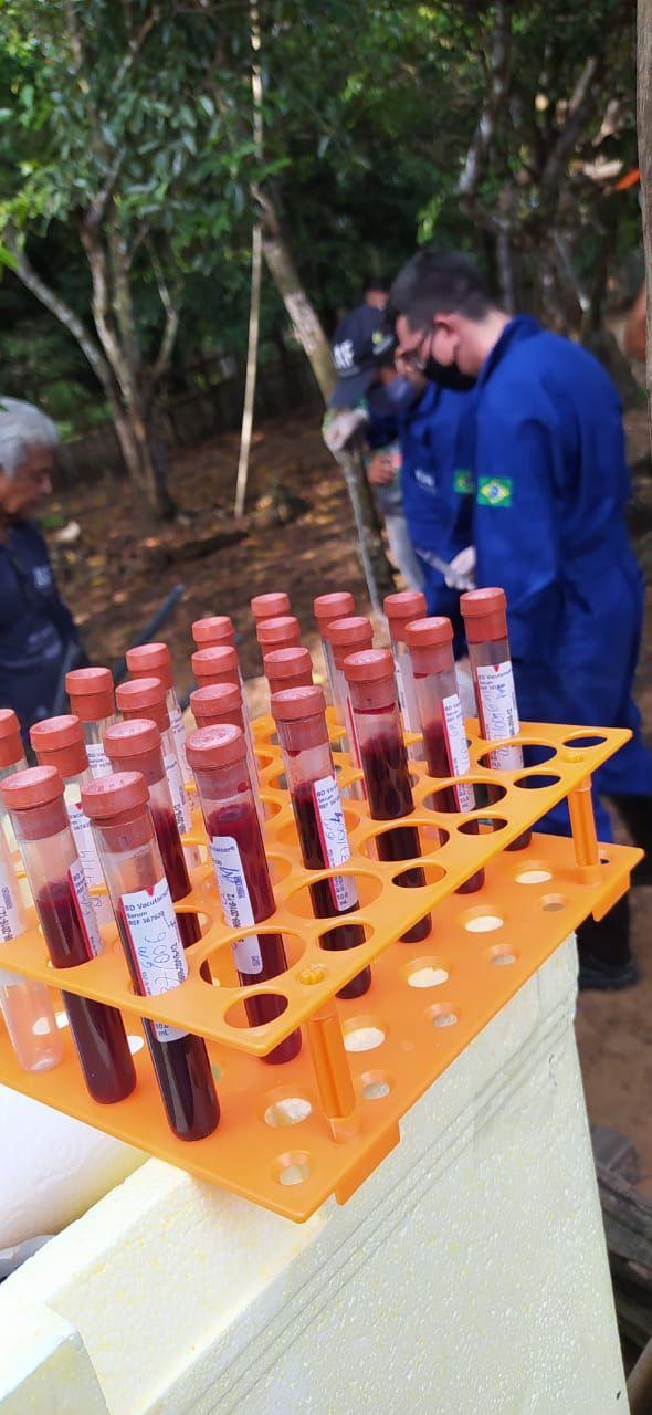 Amazonas inicia inquérito soroepidemiológico para a peste suína clássica