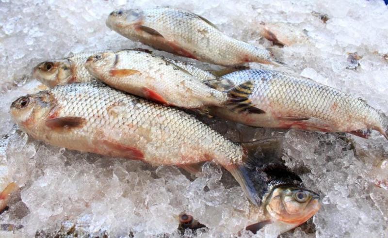 Nota técnica conjunta reforça que não há restrição ao consumo de pescado oriundo da piscicultura