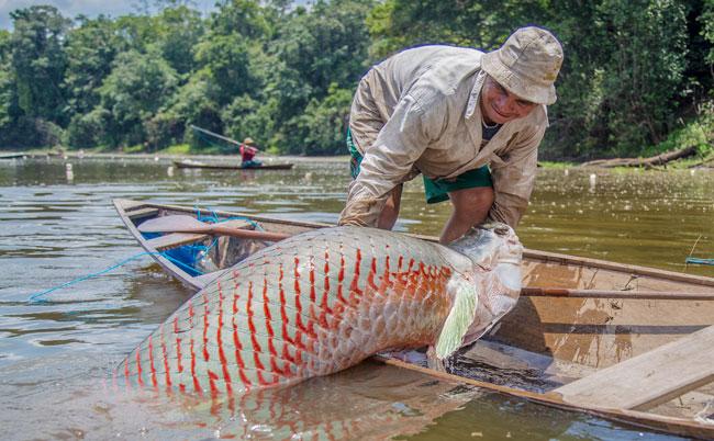 Sepror capacita pescadores do município de Maraã em contagem de pirarucu