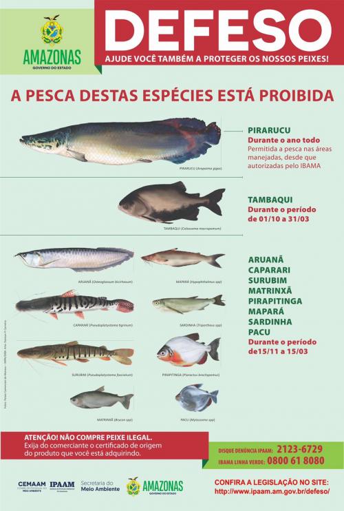 Frigoríficos e revendedores de peixe protegidos pelo defeso chamados para apresentar declaração de estoque 