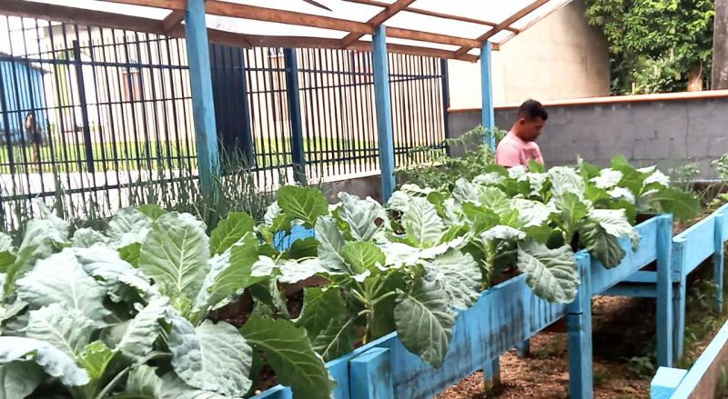 Horta escolar do Maranhão inicia colheita e gera renda para a APMC
