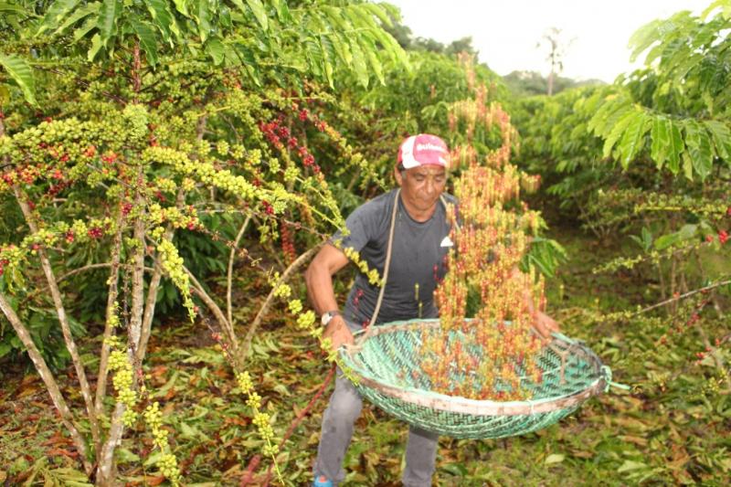 Produção de café no Amazonas cresce 10 vezes em 4 anos