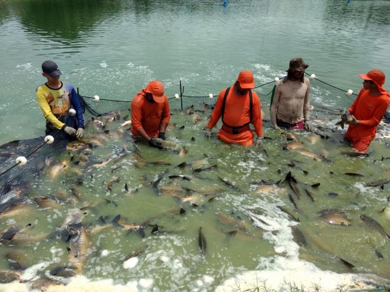 Governo do Estado entregou mais de 3,7 milhões de alevinos a piscicultores do Amazonas, desde 2019