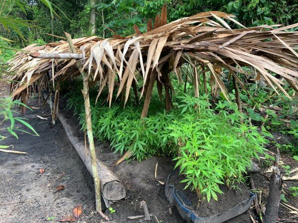 Agentes da segurança desativam acampamento de plantação de maconha em Maués 