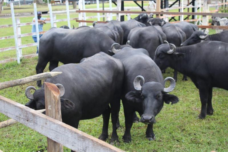 Governo do Estado incentiva produção rural em três municípios do Baixo Amazonas