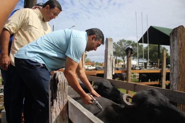 Ato simbólico em Parintins reforça importância da vacinação contra febre aftosa