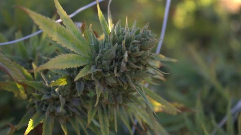 Brasileira conta como é trabalhar nas fazendas ilegais de maconha da Califórnia