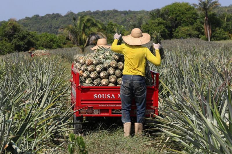 Governo do Amazonas aplicou R$ 53,9 milhões em crédito para produtores rurais do estado