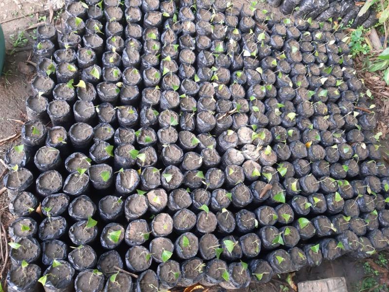 Planta conhecida como ‘óleo elétrico´ pode ser alternativa de renda no interior, aponta pesquisa apoiada pelo Governo do AM