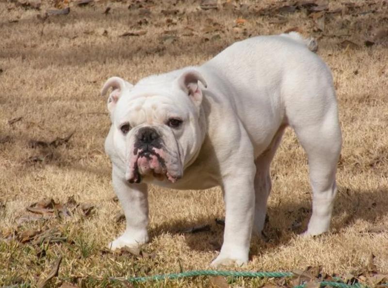 Matilha de 5 buldogues ingleses mata homem na Califórnia