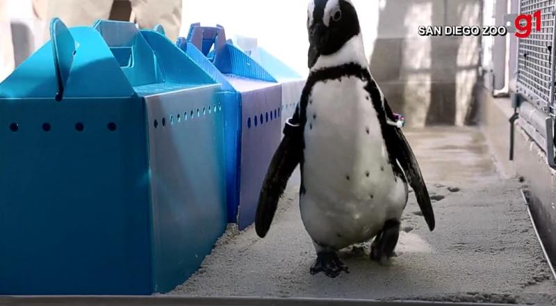 Pinguim de zoo dos EUA com infecção recebe botinhas ortopédicas