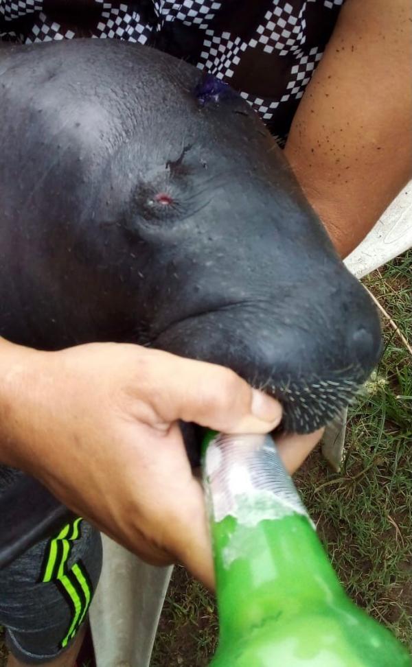 Sedema encaminha para Laboratório do INPA filhote de peixe-boi resgatado em Barreirinha 