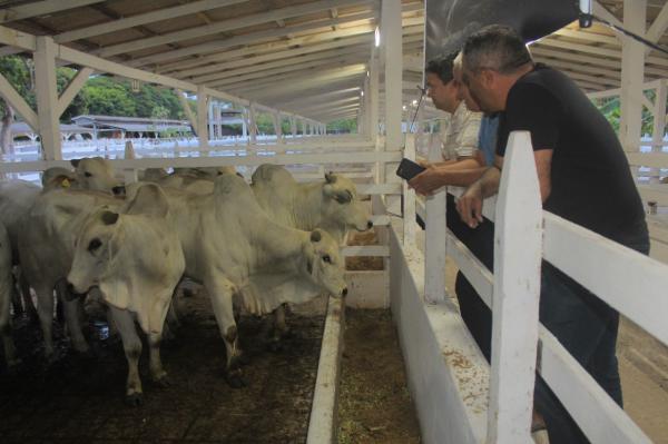 Na 36ª Expopin, Fazenda Parintins apresenta nelore de alta eficiência reprodutiva