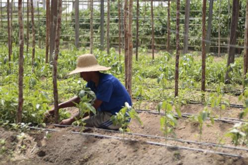 Agricultura familiar como pauta prioritária do Governo do Amazonas