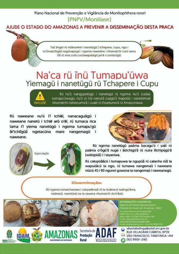 Adaf usa cartaz na língua Tikuna para informar sobre a monilíase