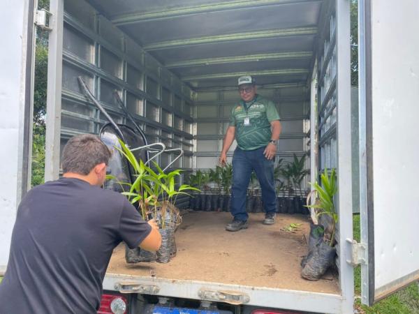 Em Parintins, Idam pretende distribuir 14 mil mudas de açaí a agricultores familiares