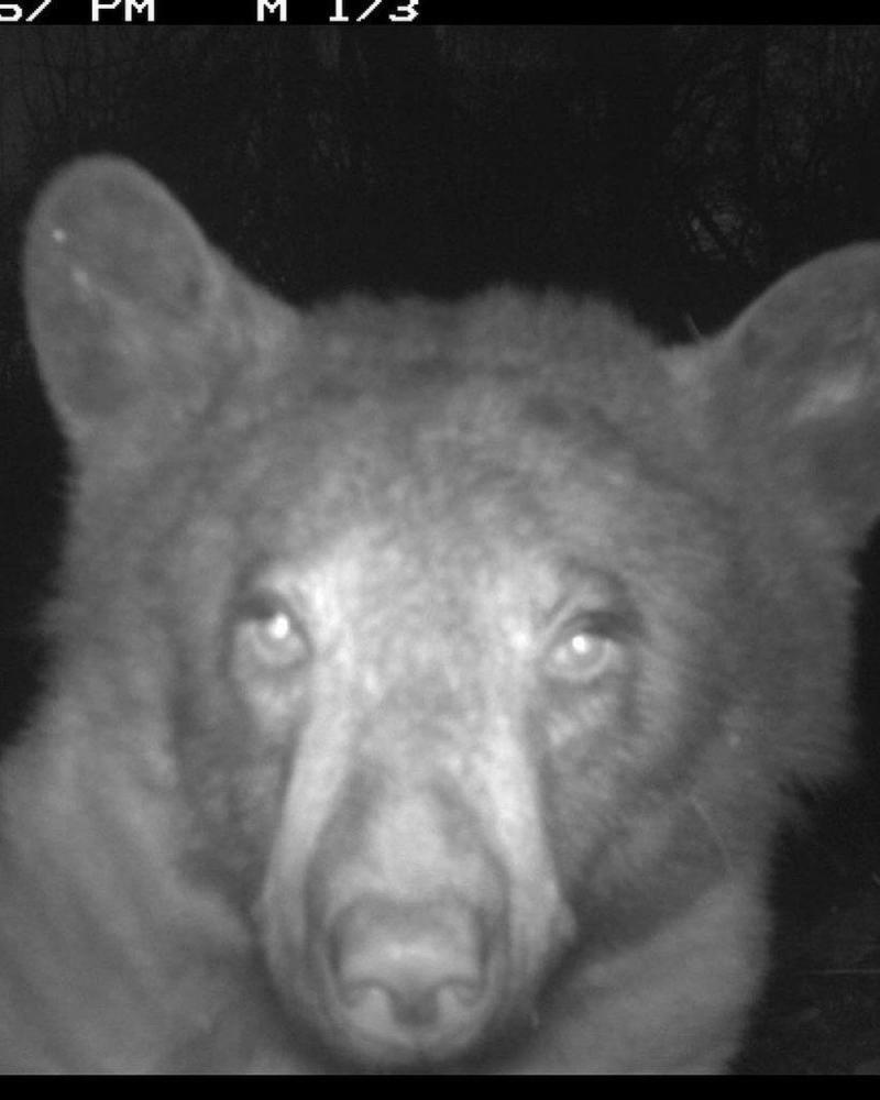Urso tira centenas de 'selfies' em parque nos EUA; veja FOTOS Urso tira centenas de 'selfies' em parque nos EUA; veja FOTOS