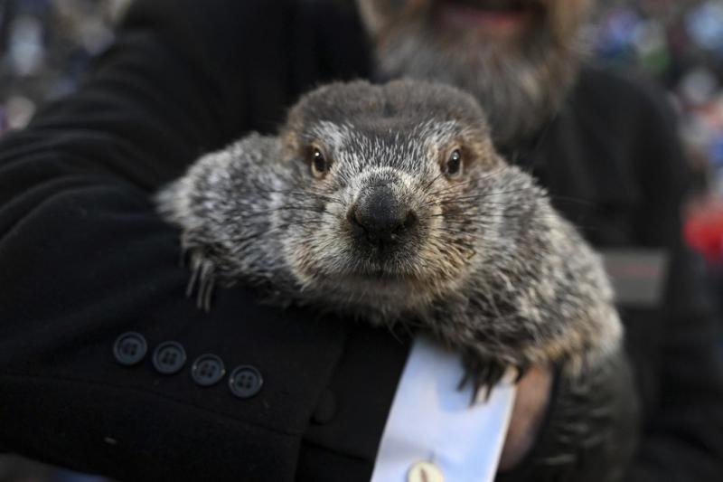 Dia da Marmota: Phil vê sombra e indica inverno mais longo nos EUA
