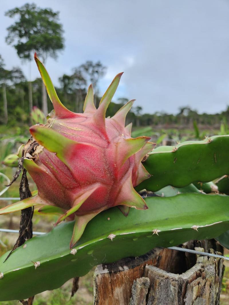 Rentável, cultivo de pitaya passa por expansão entre produtores e agricultores do Amazonas