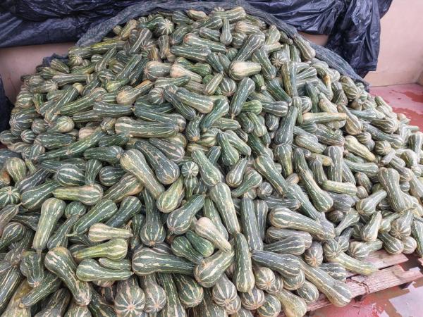 Balcão de Agronegócios: ADS auxilia no escoamento de 5,8 toneladas de abobrinha