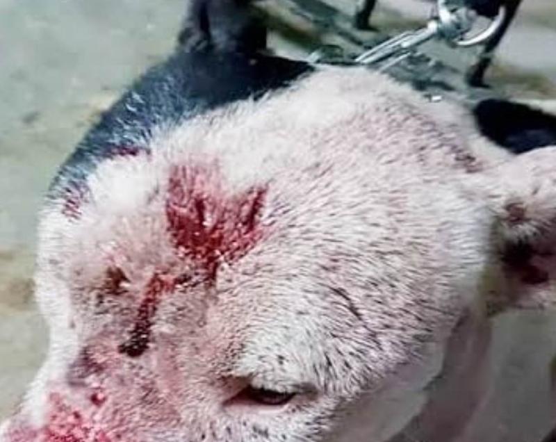 Médico veterinário do Amazonas preso em rinha de pitbulls é suspenso no CRMV/AM